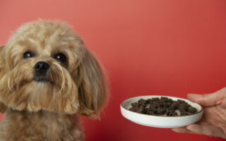 pies i miska z karmą